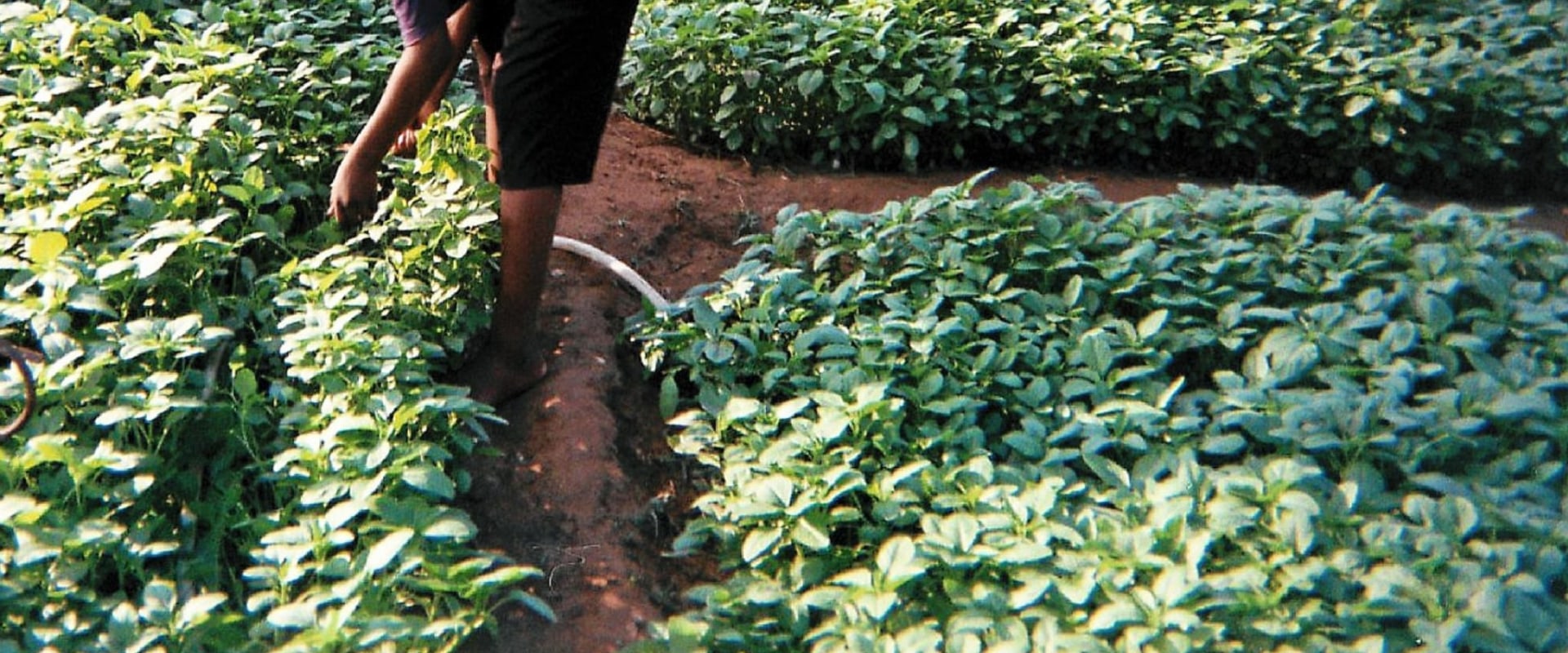 Equitable Sharing of Benefits of Urban Farming