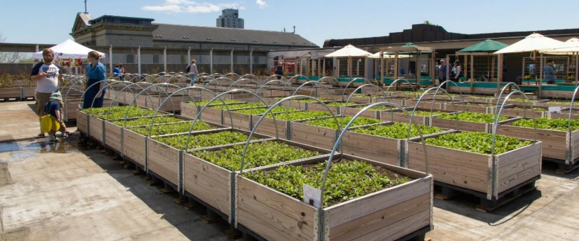 Urban Farming Regulations in London: What You Need to Know