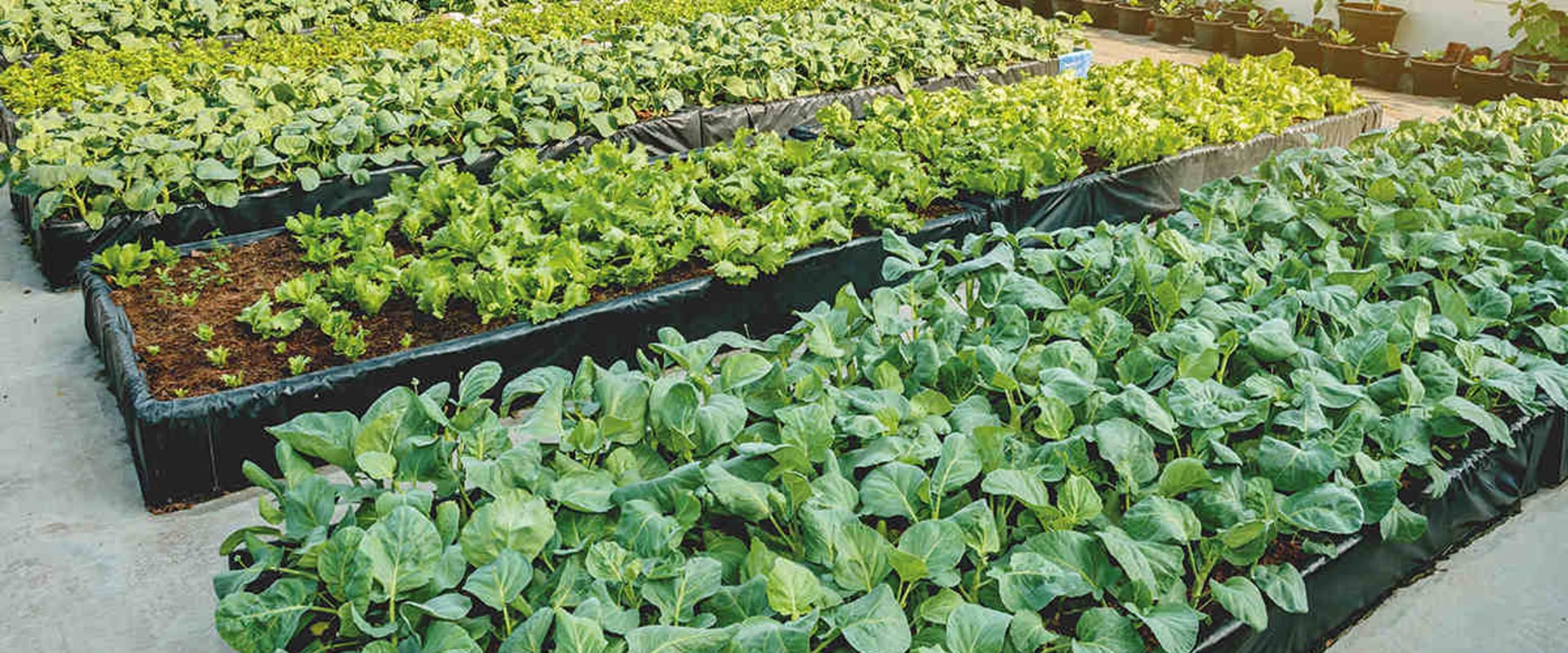 The Multiple Benefits of Urban Farms: Beyond Food Production