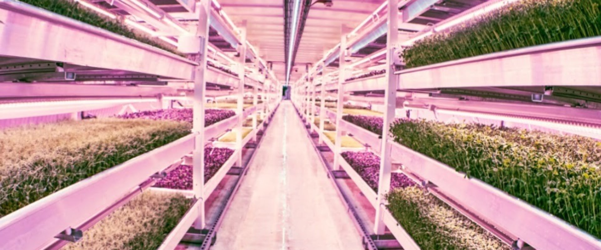 Exploring the Evolution of Urban Farming in London