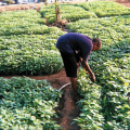 Sustainable and Responsible Land Management for Urban Farms in London