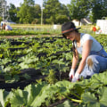 Urban Farming in London: A Comprehensive Guide to a Healthier and More Sustainable Future