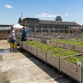 Urban Farming: A Sustainable Solution to Reduce Waste in London