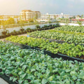 Urban Farming in London: What Crops are Grown Underground and Above Ground?