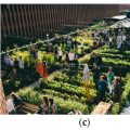 Ensuring Fair Costs for Urban Farming in London