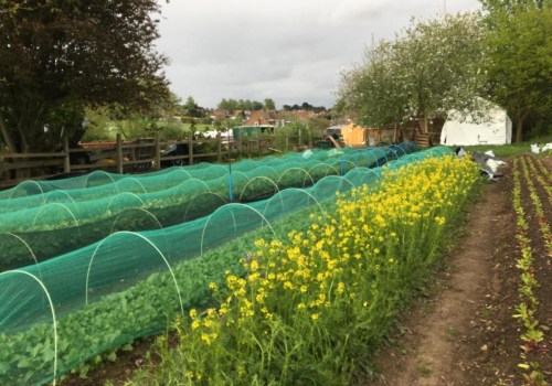 Urban Farming in London: Challenges and Opportunities